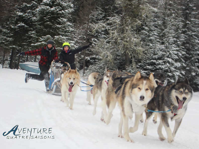 One hour dogsledding